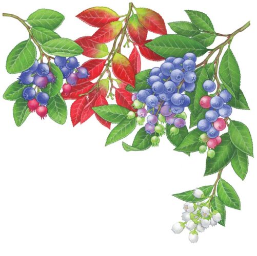 All About Growing Blueberries